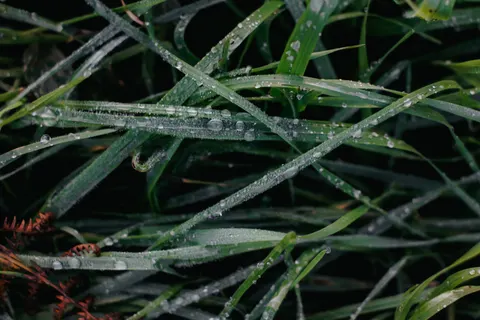 सुबह की ओस 4K वॉलपेपर · nature · 3840×2560