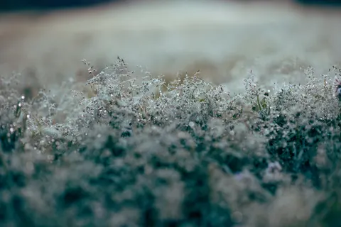 सुबह की ओस 4K वॉलपेपर · nature · 3840×2560