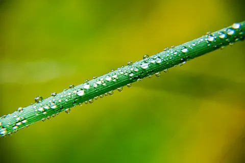 सुबह की ओस 4K वॉलपेपर · nature · 3840×2560