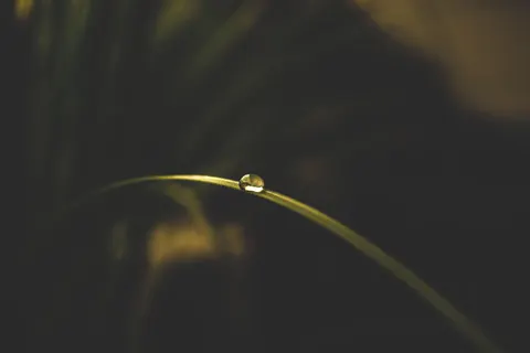 सुबह की ओस 4K वॉलपेपर · nature · 3840×2560