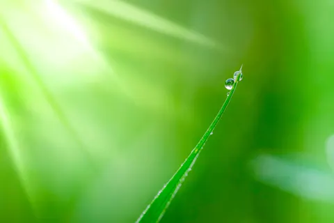 सुबह की ओस 4K वॉलपेपर · nature · 3840×2560