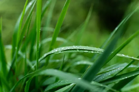 Обои Утренняя роса 4K · nature · 3840×2560