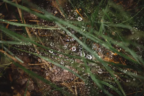 सुबह की ओस 4K वॉलपेपर · nature · 3840×2560