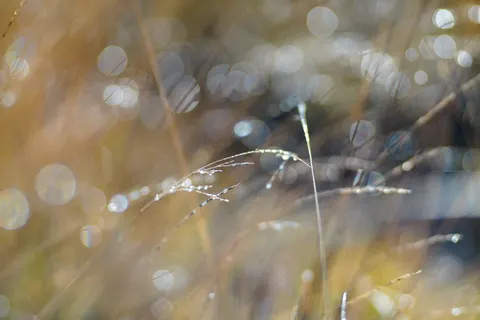 सुबह की ओस 4K वॉलपेपर · nature · 3840×2560