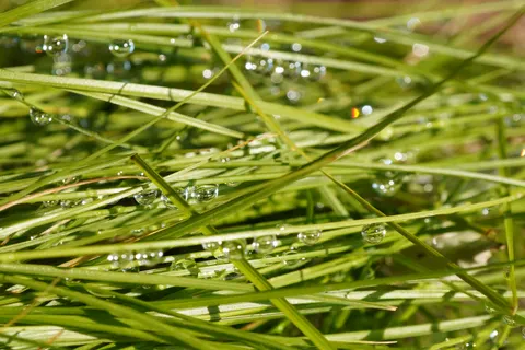 सुबह की ओस 4K वॉलपेपर · nature · 3840×2560