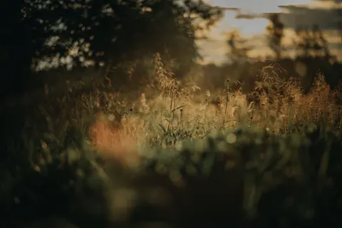 خلفية حقل ريفي بدقة 4K · nature · 3840×2563