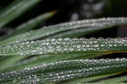 सुबह की ओस 4K वॉलपेपर · nature · 3840×2560