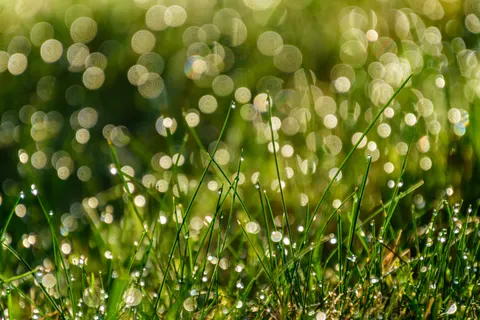 सुबह की ओस 4K वॉलपेपर · nature · 3840×2560