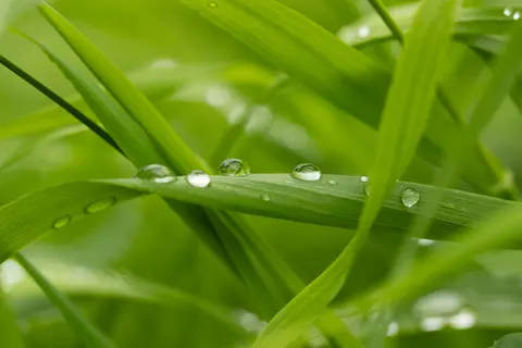 सुबह की ओस 4K वॉलपेपर · nature · 3840×2560