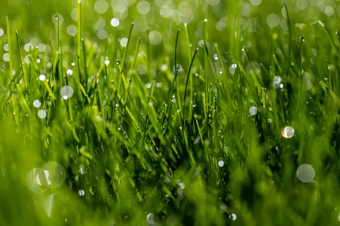 सुबह की ओस 4K वॉलपेपर · nature · 3840×2555