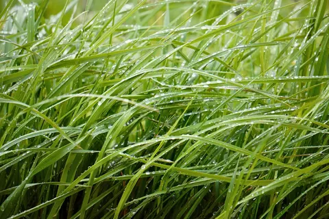 सुबह की ओस 4K वॉलपेपर · nature · 3840×2560