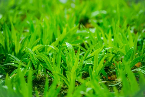 सुबह की ओस 4K वॉलपेपर · nature · 3840×2560