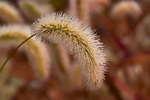 सुबह की ओस 4K वॉलपेपर · nature · 3840×2560