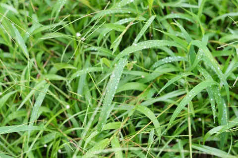 Morning Dew 4K Wallpaper · nature · 3840×2553
