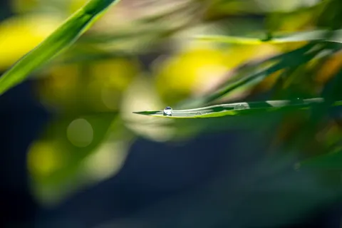 सुबह की ओस 4K वॉलपेपर · nature · 3840×2560