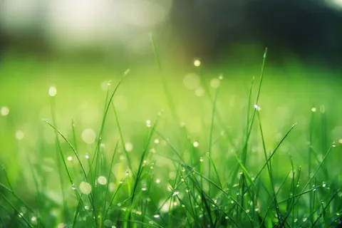 सुबह की ओस 4K वॉलपेपर · nature · 3840×2560