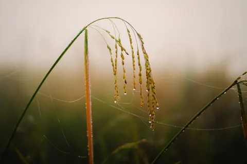 सुबह की ओस 4K वॉलपेपर · nature · 3840×2560
