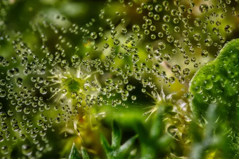 सुबह की ओस 4K वॉलपेपर · nature · 3840×2562