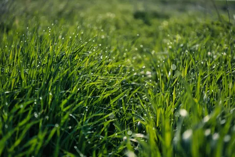 सुबह की ओस 4K वॉलपेपर · nature · 3840×2560