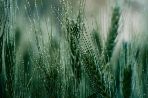 सुबह की ओस 4K वॉलपेपर · nature · 3840×2560