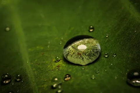 सुबह की ओस 4K वॉलपेपर · nature · 3840×2555