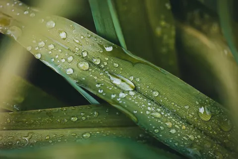 सुबह की ओस 4K वॉलपेपर · nature · 3840×2560