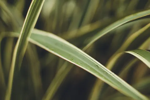 सुबह की ओस 4K वॉलपेपर · nature · 3840×2560