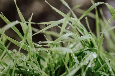 सुबह की ओस 4K वॉलपेपर · nature · 3840×2560
