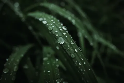 सुबह की ओस 4K वॉलपेपर · nature · 3840×2560
