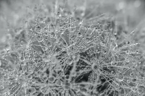 सुबह की ओस 4K वॉलपेपर · nature · 3840×2565