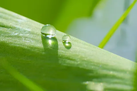 सुबह की ओस 4K वॉलपेपर · nature · 3840×2560