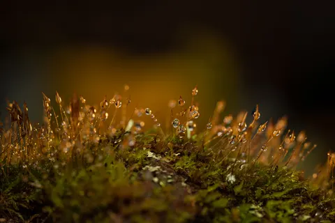 सुबह की ओस 4K वॉलपेपर · nature · 3840×2560