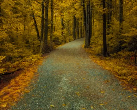 Sfondo Foresta Autunnale 4K · nature · 3840×3072
