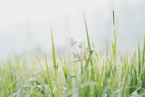 सुबह की ओस 4K वॉलपेपर · nature · 3840×2560