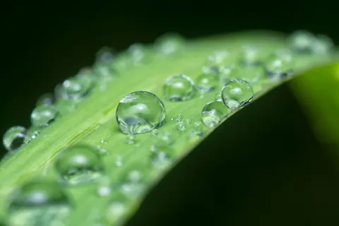 सुबह की ओस 4K वॉलपेपर · nature · 3840×2560