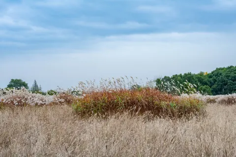 Wallpaper Padang Rumput Terbuka 4K · nature · 3840×2560