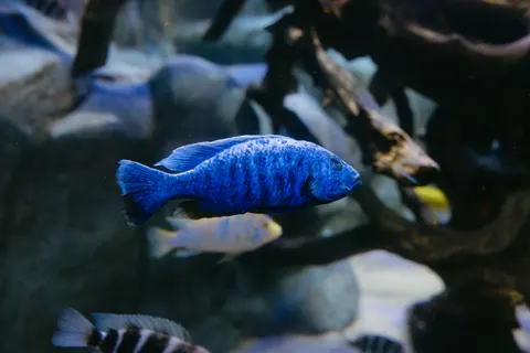 珊瑚礁 4K壁纸 · ocean · 3840×2561