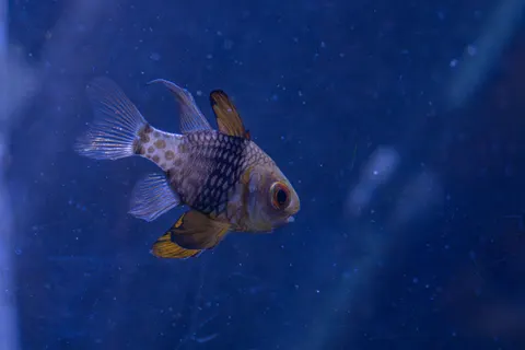 Fond d'écran Récif corallien 4K · ocean · 3840×2560