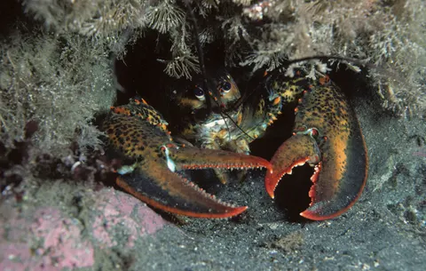 Обои Коралловый риф 4K · ocean · 3840×2436