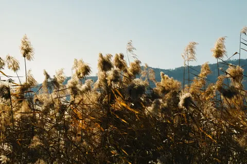 开阔草甸 4K壁纸 · nature · 3840×2560