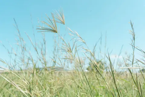開闊草原 4K桌布 · nature · 3840×2560