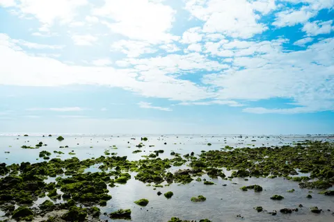Обои Коралловый риф 4K · ocean · 3840×2560