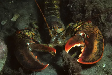 Fond d'écran Récif corallien 4K · ocean · 3840×2568