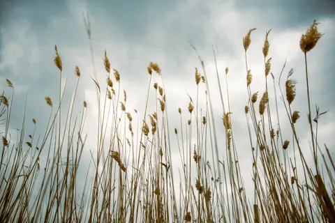 Open Meadow 4K Wallpaper · nature · 3840×2563