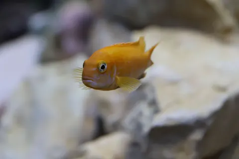 珊瑚礁 4K壁纸 · ocean · 3840×2560