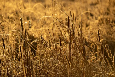 金色草原 4K壁纸 · nature · 3840×2560