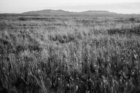 Fond d'écran Prairie doree 4K · nature · 3840×2560