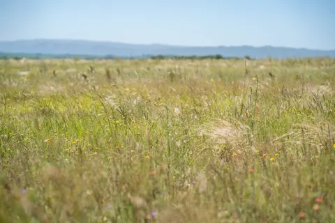 Goldene Praerie 4K Hintergrundbild · nature · 3840×2560