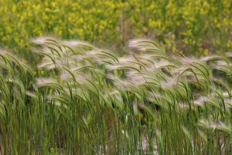 Fond d'écran Prairie doree 4K · nature · 3840×2560