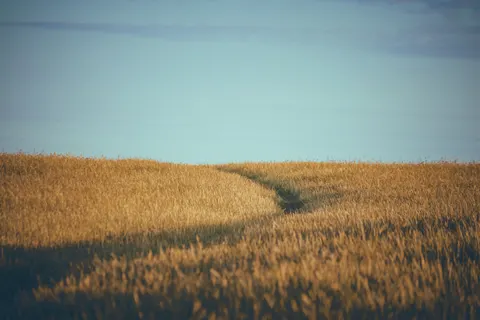 Altın Bozkır 4K Duvar Kağıdı · nature · 3840×2560